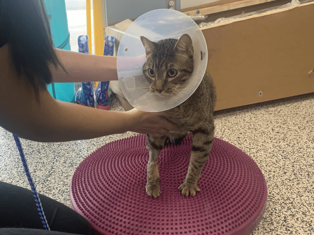 Cat in treatment