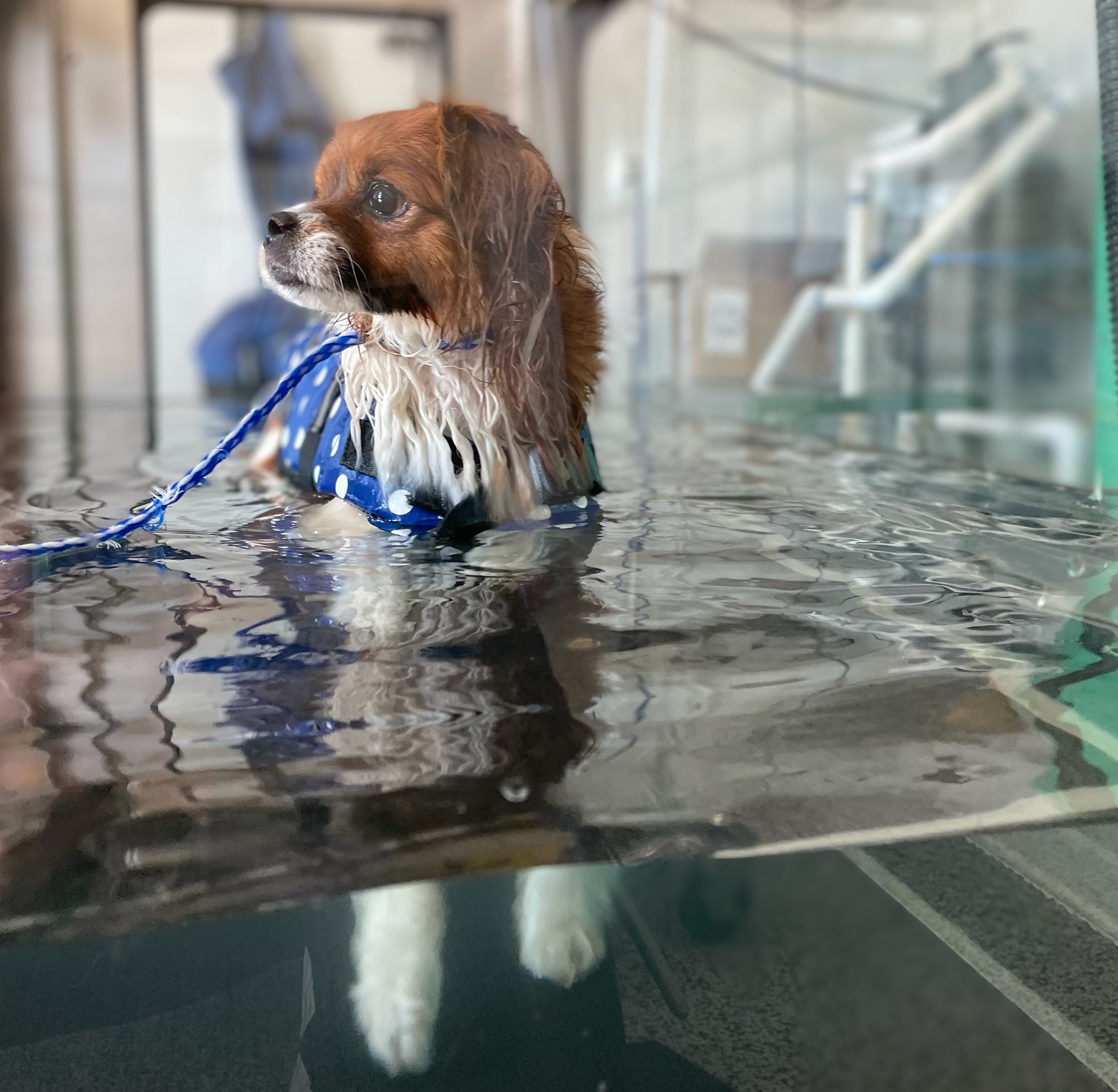 Hydrotherapy