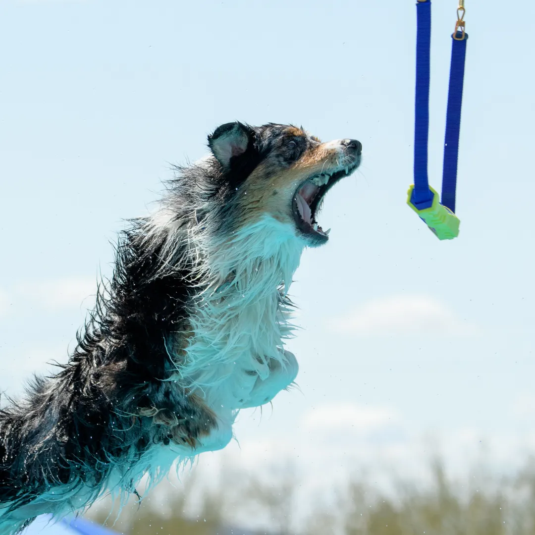 dock-diving