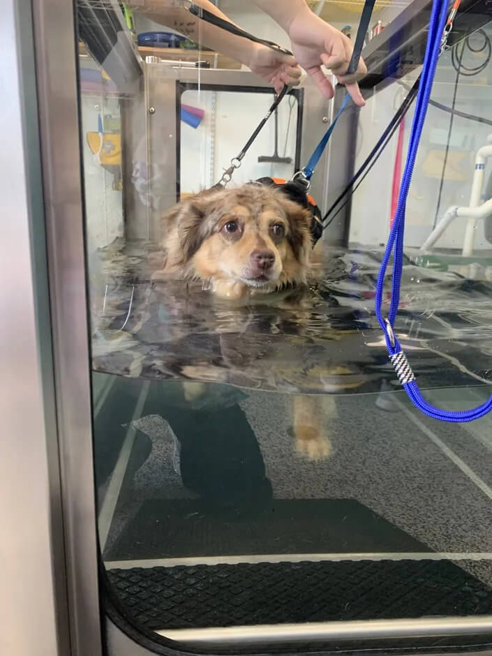 Underwater Treadmill